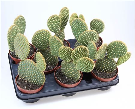 Opuntia Microdasys