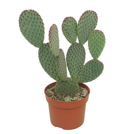 Opuntia Macrocalyx
