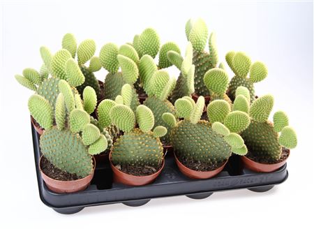 Opuntia Microdasys