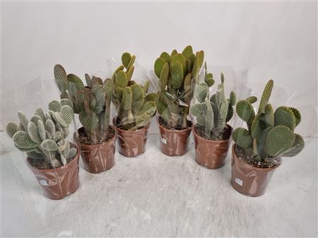 Opuntia Microdasys Mix 2pp