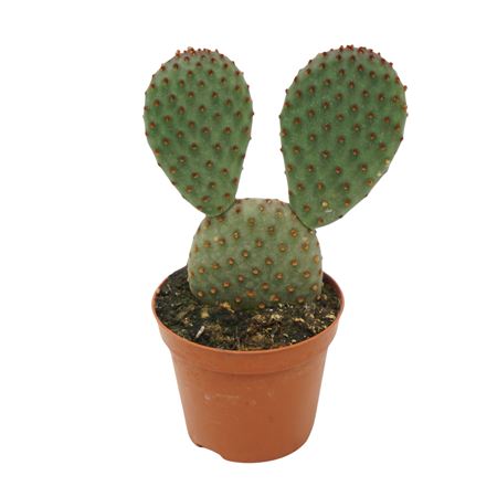 Opuntia Macrocalyx