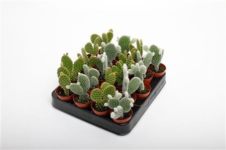 Opuntia Mix