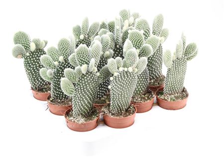 Opuntia Microdasys Albata