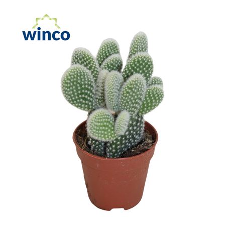 Опунция Микродасис Альбиспина