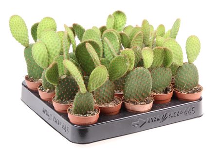 Opuntia Microdasys