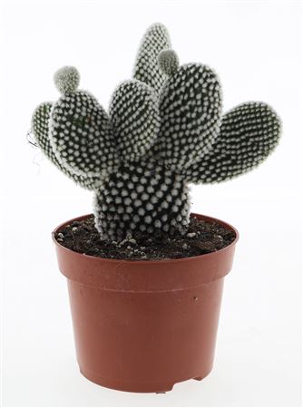 Opuntia Microdasys Albata