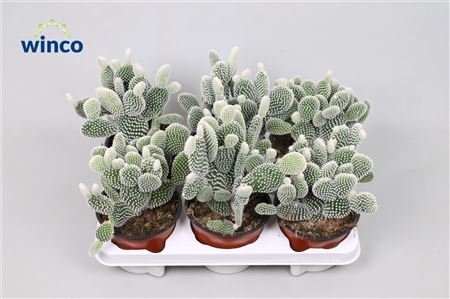 Opuntia Microdasys Albispina