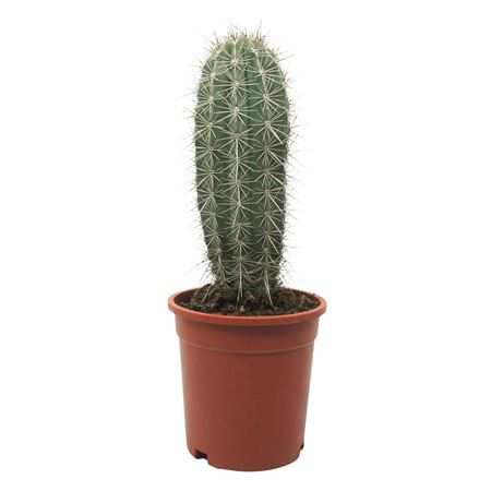 Pachycereus Pringlei Enkel
