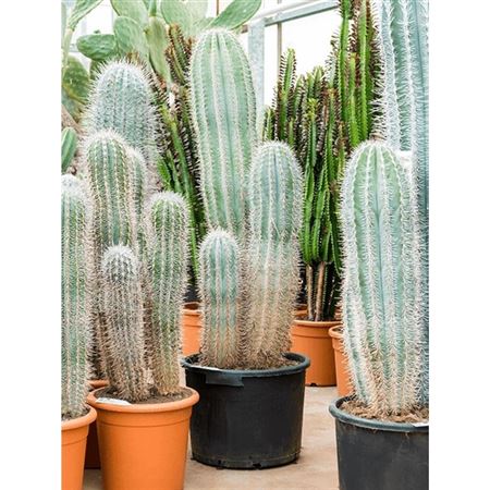 Pachycereus Pringlei