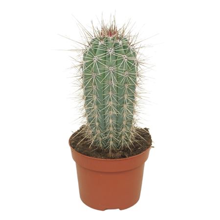 Pachycereus Pringlei