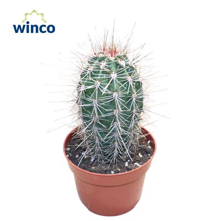 Pachycereus Pringlei