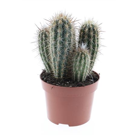 Pachycereus Pringley