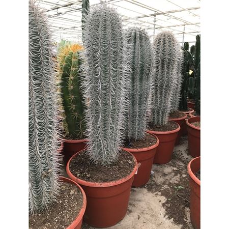 Pachycereus Pringlei