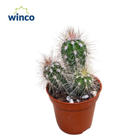 Pachycereus Pringlei