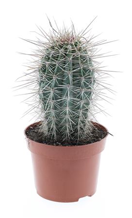 Pachycereus Pringley E