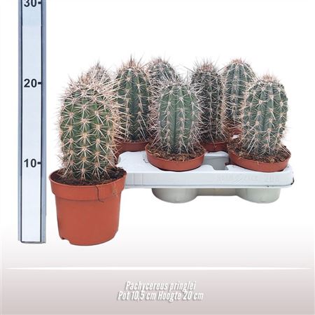 Pachycereus Pringlei