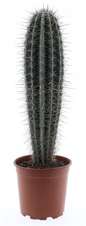 Pachycereus Pringley Xxl