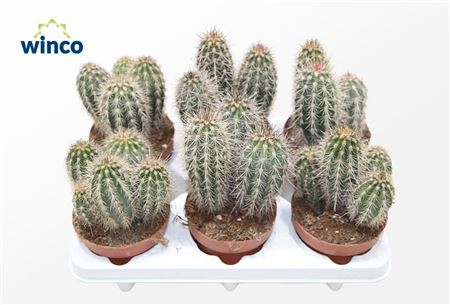 Pachycereus Pringlei