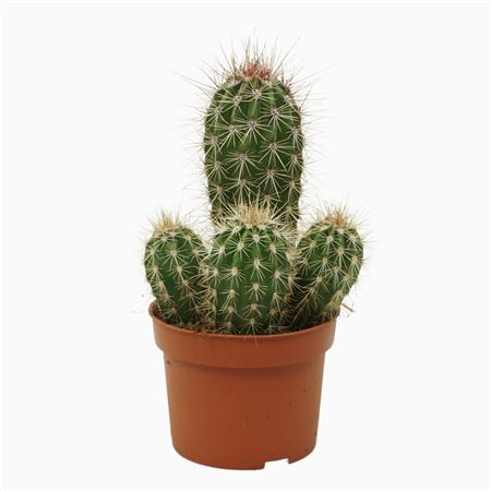 Pachycereus Pringlei