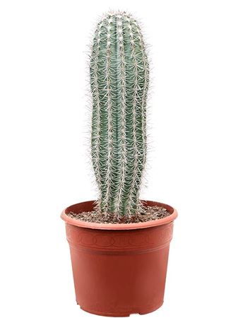 Pachycereus Pringlei