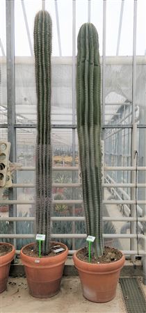 Pachycereus Pringlei