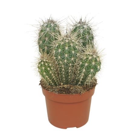 Pachycereus Pringlei