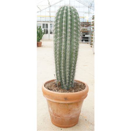 Pachycereus Pringlei