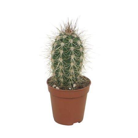 Pachycereus Pringlei