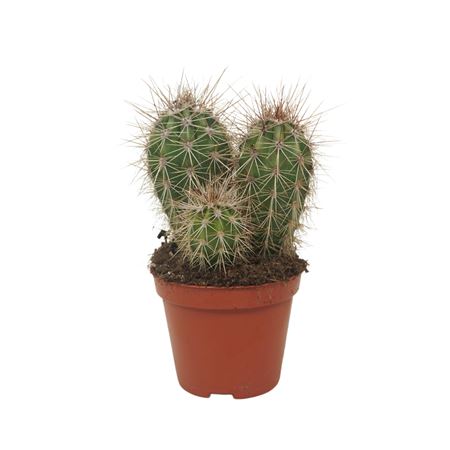 Pachycereus Pringlei Groep 8,5 Cm