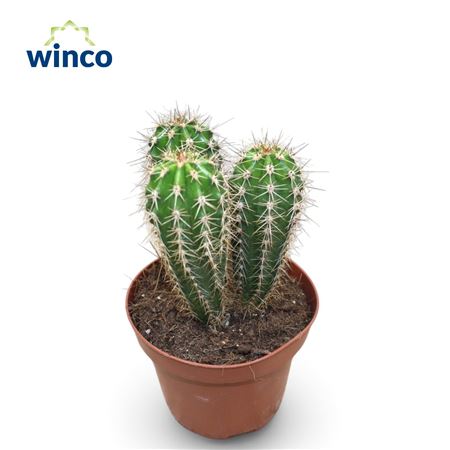 Pachycereus Pringlei
