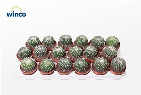 Notocactus Uebelmaniana Inermis