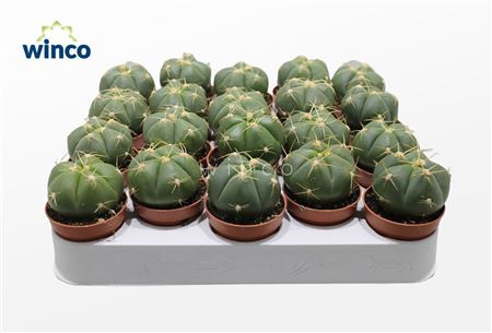 Gymnocalycium Horsti