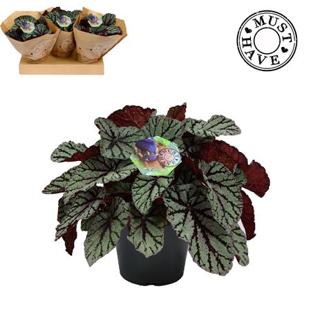 Begonia Rex Fedor Must Have