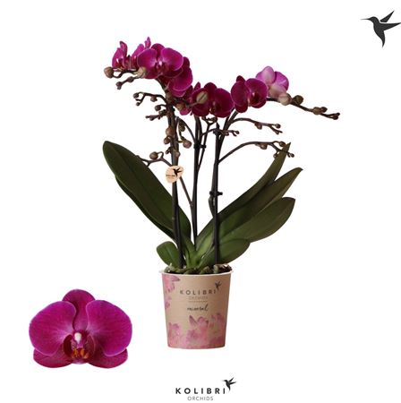 Phal Kolibri 3st Morelia