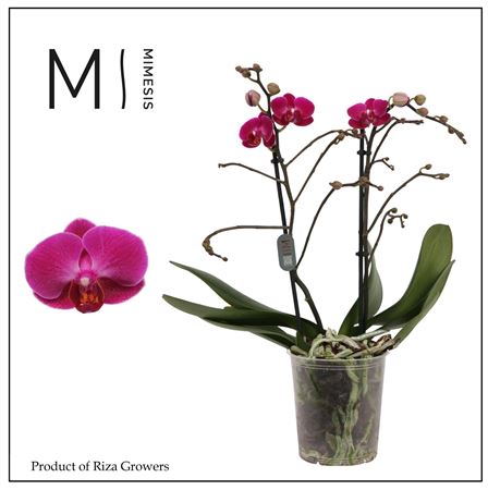 Phal 2st Morelia 22+
