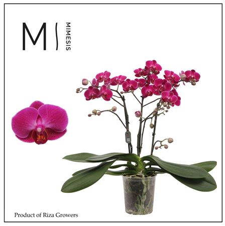 Phal 3st Morelia 30+ Mimesis