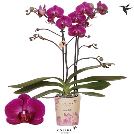 Phal 2st Morelia 22+ (ok)