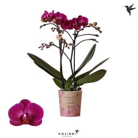 Phal 2st Morelia 22+ (ok)