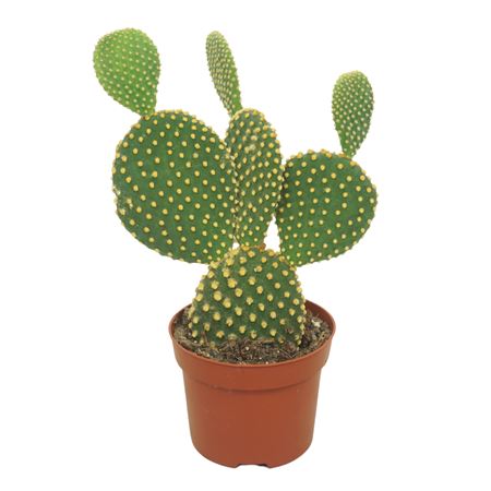 Opuntia Microdasys
