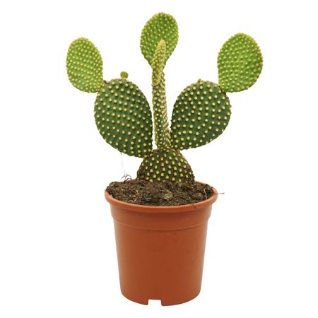 Opuntia Microdasys
