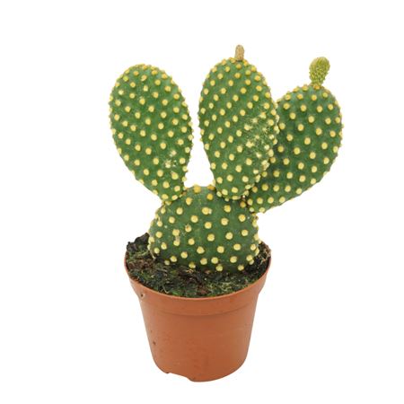 Opuntia Microdasys