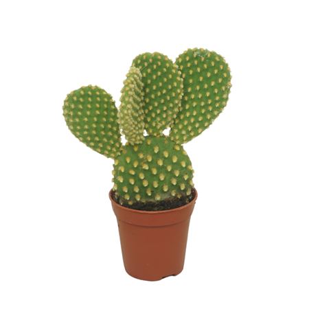 Opuntia Microdasys