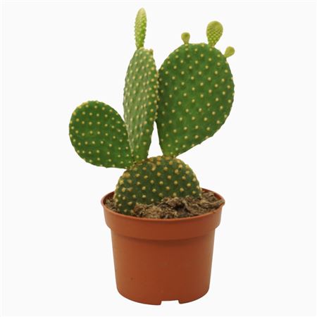 Opuntia Microdasys