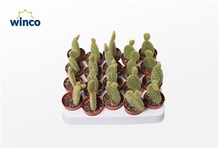 Opuntia Microdasis Pallida