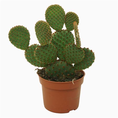 Opuntia Microdasys Rufida