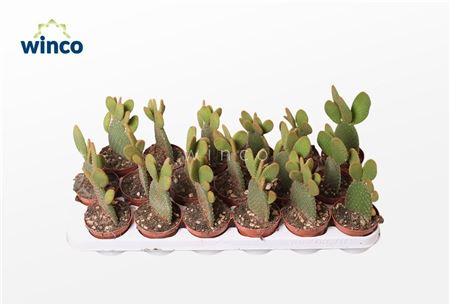 Opuntia Microdasis Rufida