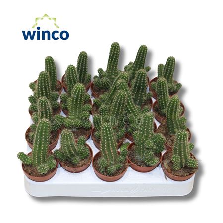 Chamacereus Silvestrii