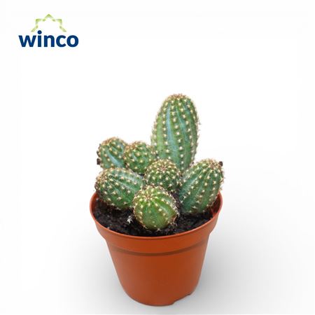 Chamaecereus Silvestrii