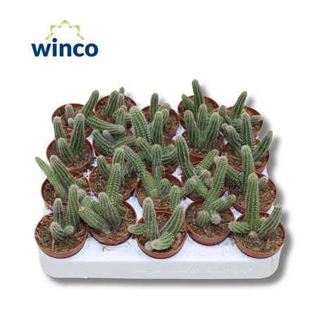 Chamaecereus Silvestrii