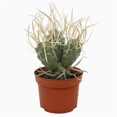 Tephrocactus Papyracanthus